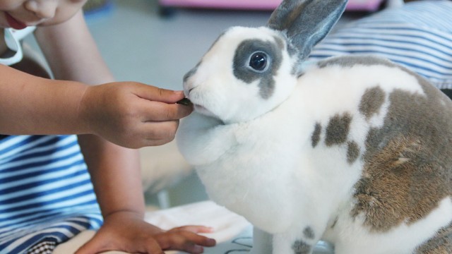 Lucky Bunny – คาเฟ่ของคนรักกระต่าย