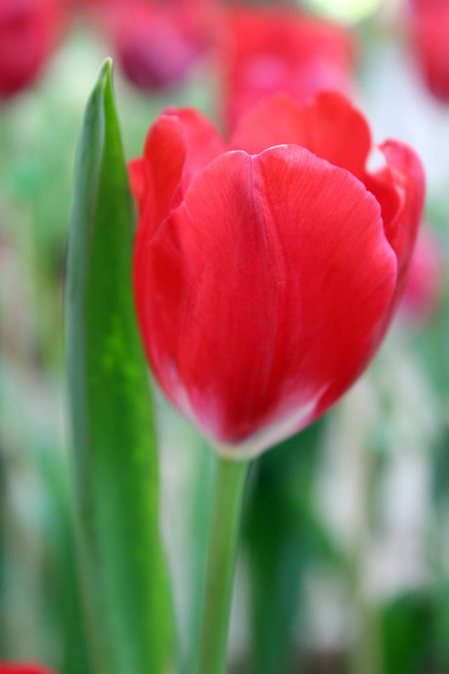tulip-2