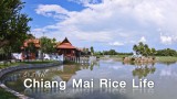 ร้านกาแฟวิถี “เศรษฐกิจพอเพียง” ที่ Chiangmai Rice Life